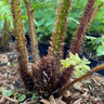 Cyathea Cooperi 3ltr