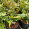 Dryopteris erythrosora - Fern3 ltr pot