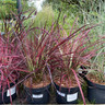 Pennisetum advena 'Fireworks' 3ltr (Grass)