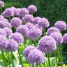 Allium Globemaster - 3 bulbs