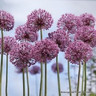 Allium Mars - 3 bulbs