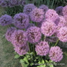 Allium Mars