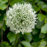 Allium Mount Everest - 6 bulbs