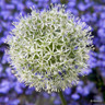 Allium Mount Everest - 6 bulbs
