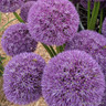 Allium Pinball Wizard - 6 bulbs
