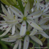 Camassia leichtlinii 'Alba'