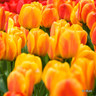 Tulip 'Beauty of Apeldoorn'