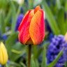 Tulip 'Beauty of Apeldoorn'