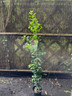 Prunus lusitanica 'Brenelia' (4L)