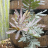 Acacia baileyana 'Purpurea' (4L)