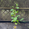 Pterostyrax hispada (Epaulette tree)