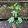 Ficus carica 'Bornholms Diamond' (3L) (FIG)