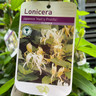 Lonicera 'Halls Prolific' (3L)