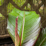 Ensette vent. 'Maurelii'  (Ethiopian Black Banana) (3L)