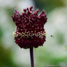Allium 'Red Mohican'