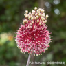 Allium 'Red Mohican' - 6 bulbs