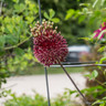 Allium 'Red Mohican' - 6 bulbs