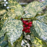 Aucuba jap. 'Crotonifolia' (Spotted Laurel)