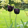 Tulip 'Cafe Noir' (Single Late) - PACK of 10 Premium size bulbs