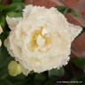 Tulip 'Snow Crystal' (Double Fringed)- PACK of 10 Premium size bulbs