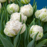 Tulip 'Snow Crystal' (Double Fringed)- PACK of 10 Premium size bulbs