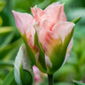 Tulip 'China Town' (Viridiflora) - PACK of 10 Premium size bulbs