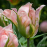 Tulip 'China Town' (Viridiflora) - PACK of 10 Premium size bulbs