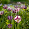 Tulip 'Zurel' (Rembrandt) - PACK of 10 Premium size bulbs