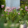 Tulip 'Zurel' (Rembrandt) - PACK of 10 Premium size bulbs
