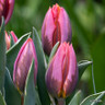 Tulip 'Pretty Princess' (Rembrandt) - PACK of 10 Premium size bulbs