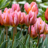 Tulip 'Pretty Princess' (Rembrandt) - PACK of 10 Premium size bulbs