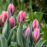 Tulip 'Pretty Princess' (Rembrandt) - PACK of 10 Premium size bulbs