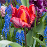Tulip 'Rasta Parrot' (Parrot) - PACK of 10 Premium size bulbs