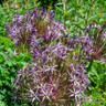 Allium 'Purple Rain'