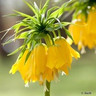 Fritillaria (Crown Imperial) 'Lutea' -3 bulbs