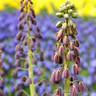 Fritillaria persica - 6 bulbs