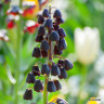 Fritillaria persica - 6 bulbs