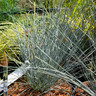 Festuca gl. 'Elijah Blue' 3ltr