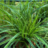 Carex 'Ice Dance' 7.5L