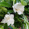 Gardenia jasminoides