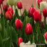 Tulip 'New Santa'