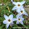 Ipheion 'Wisley Blue' BULK 100 or 250 Bulbs