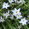Ipheion 'Wisley Blue'