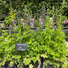 Delphinium Mix 3L