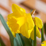 Yellow Trumpet Daffodil 'Standard Value' 1.5kg”