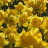 Yellow Trumpet Daffodil 'Standard Value' 1.5kg”