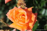 Lovers Meeting (Standard Rose)