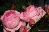 Mum in a Million (Standard Rose)