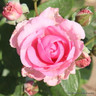 Mum in a Million (Standard Rose)