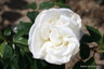 Silver Anniversary - Hybrid Tea (Standard Rose)